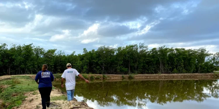 Fiscalização da Adema constata supressão irregular de mangue em Pacatuba. Ação ocorreu após denúncia de desmatamento