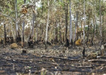 Alertas de desmatamento batem recorde no Cerrado