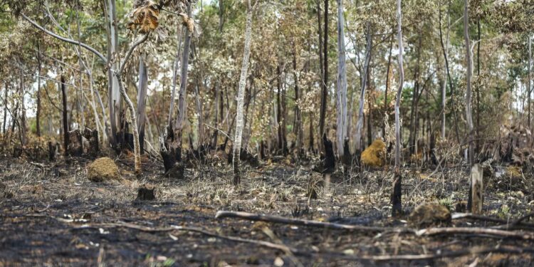 Alertas de desmatamento batem recorde no Cerrado