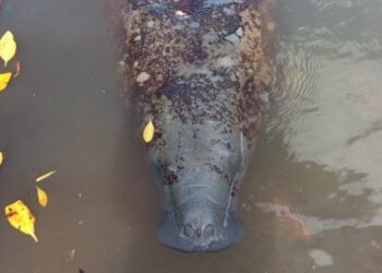 Fundação Mamíferos Aquáticos apresenta projeto Rota do Peixe-Boi-Marinho – FMA, em Estância