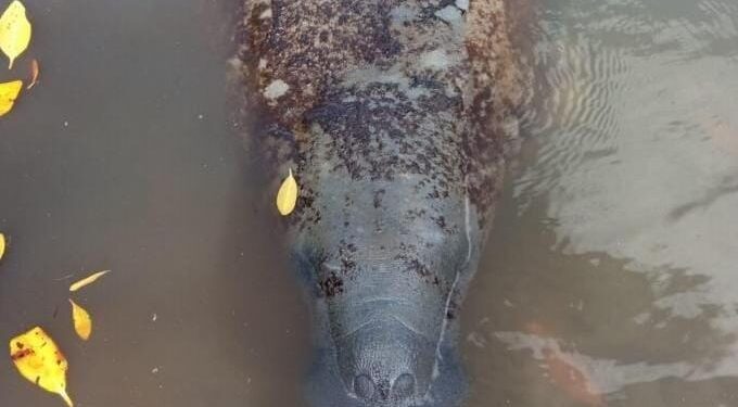 Fundação Mamíferos Aquáticos apresenta projeto Rota do Peixe-Boi-Marinho – FMA, em Estância