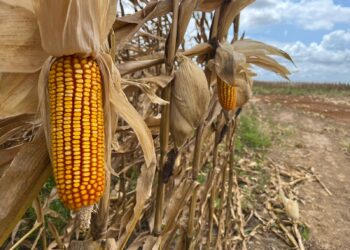 Governo de Sergipe atende pleito da Faese e reduz ICMS do milho de 4% para 2%