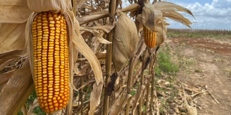 Governo de Sergipe atende pleito da Faese e reduz ICMS do milho de 4% para 2%