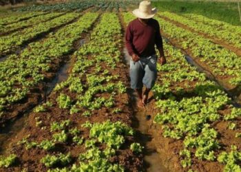 Crescimento na produção de grãos em Sergipe é estimada em 3,7%, com ganhos de produtividade
