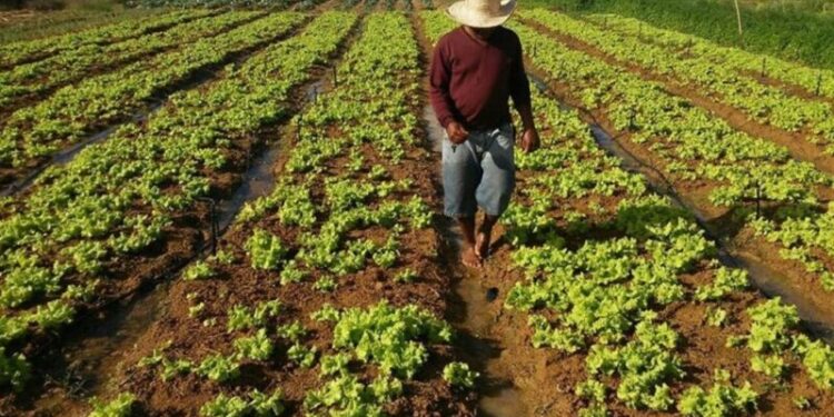 Crescimento na produção de grãos em Sergipe é estimada em 3,7%, com ganhos de produtividade