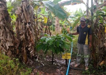 Produção de cacau está em pleno desenvolvimento na região sul de Sergipe