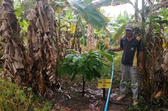Produção de cacau está em pleno desenvolvimento na região sul de Sergipe