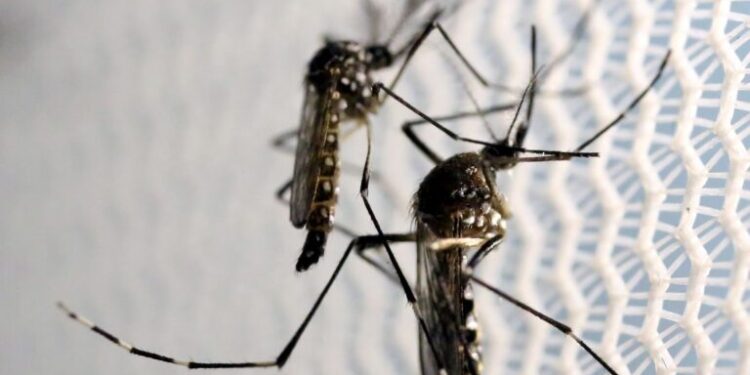 Notificações de zika vírus aumentam no país em relação a 2022