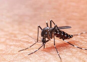LIRAa identifica quatro municípios sergipanos em situação de alto risco de infestação pelo Aedes aegypti