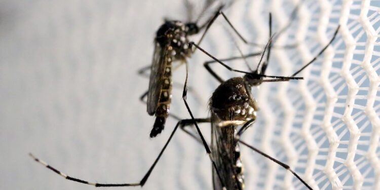 Bebê de 10 meses morre devido a caso grave de dengue; agora são 9 óbitos em SE somente este ano
