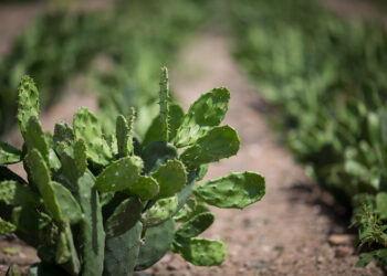 Faese realiza Dia de Campo do Projeto Forrageiras para o Semiárido em Nossa Senhora da Glória
