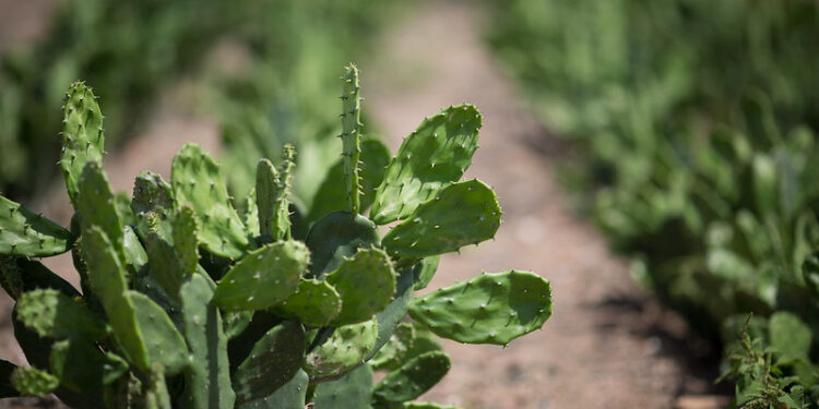 Faese realiza Dia de Campo do Projeto Forrageiras para o Semiárido em Nossa Senhora da Glória