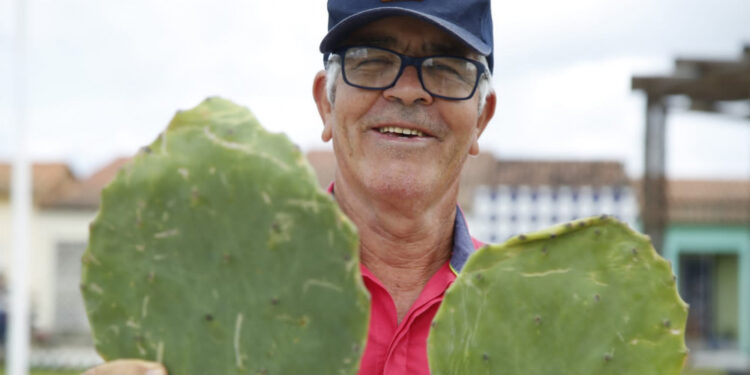 Governo de Sergipe distribui sementes de palma forrageira para criadores das regiões sul e centro sul do estado