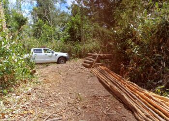 PM prende suspeitos de derrubar árvores em área de preservação ambiental em Indiaroba