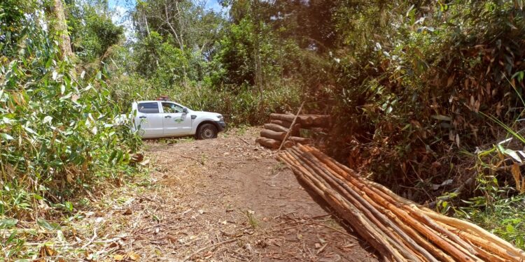 PM prende suspeitos de derrubar árvores em área de preservação ambiental em Indiaroba