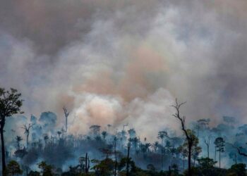 Defensoria Pública do Amazonas pede intervenção federal por queimadas