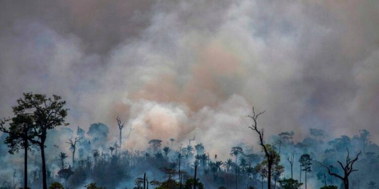 Defensoria Pública do Amazonas pede intervenção federal por queimadas