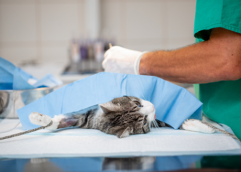 MPF notifica UFS por falta de remédios e insumos no Hospital Veterinário Universitário