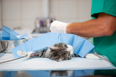 MPF notifica UFS por falta de remédios e insumos no Hospital Veterinário Universitário