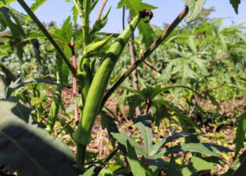 Produção de quiabo é a principal atividade do perímetro irrigado estadual de Canindé