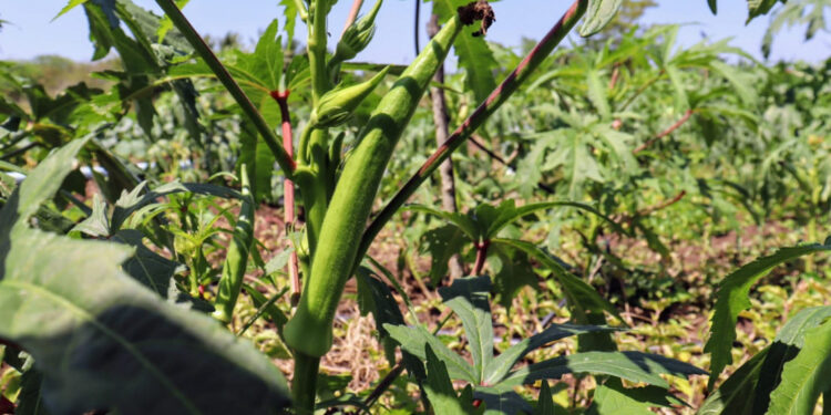 Produção de quiabo é a principal atividade do perímetro irrigado estadual de Canindé