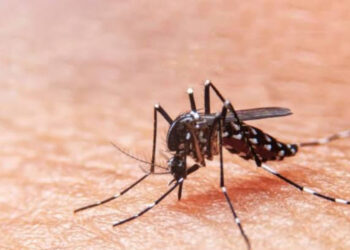 Secretaria da Saúde reforça o alerta para combate ao Aedes aegypti