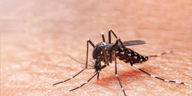 Secretaria da Saúde reforça o alerta para combate ao Aedes aegypti