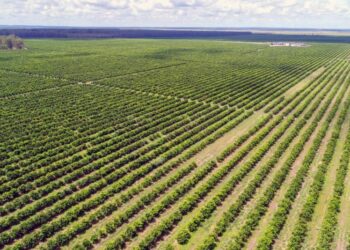 Empresa sergipana cultiva laranja em área antes plantada com eucalipto na Bahia