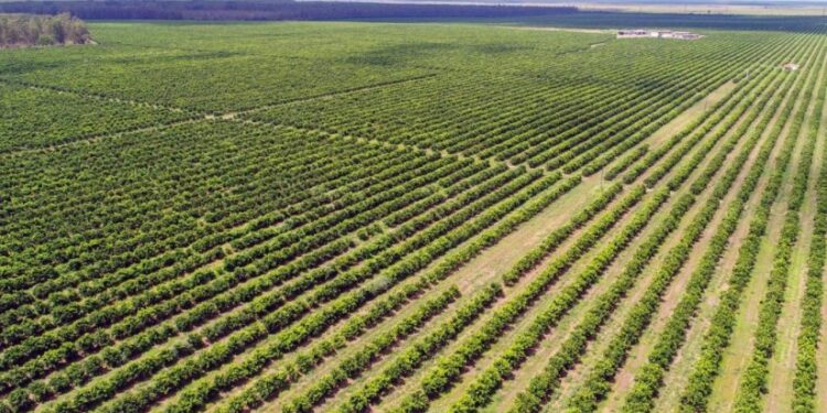 Empresa sergipana cultiva laranja em área antes plantada com eucalipto na Bahia
