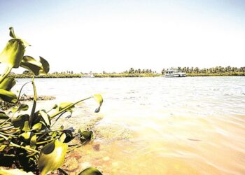 Pesquisadores da UFS alertam para mudanças na foz do Velho Chico