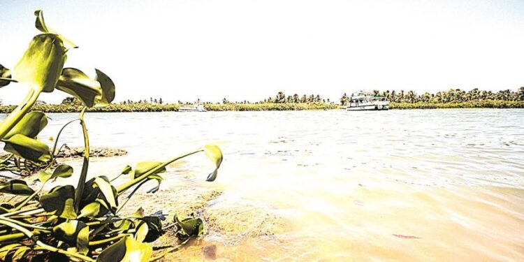 Pesquisadores da UFS alertam para mudanças na foz do Velho Chico