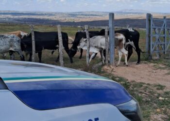 Ação conjunta recupera animais furtados de propriedade rural de Poço Verde