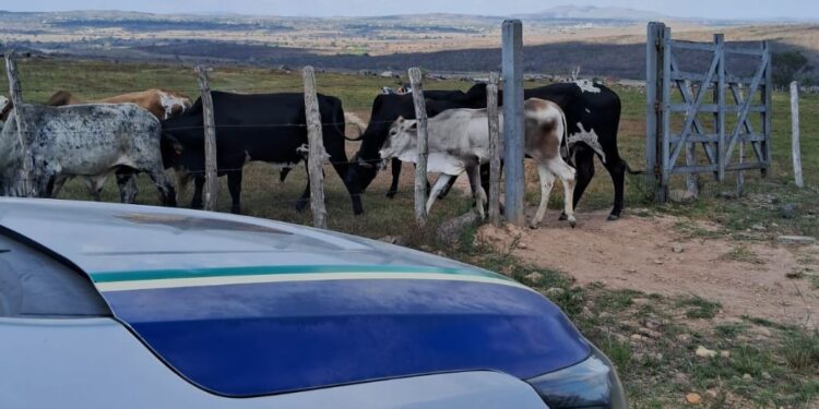 Ação conjunta recupera animais furtados de propriedade rural de Poço Verde