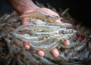 Estado inicia censo da aquicultura e pesca em São Cristóvão