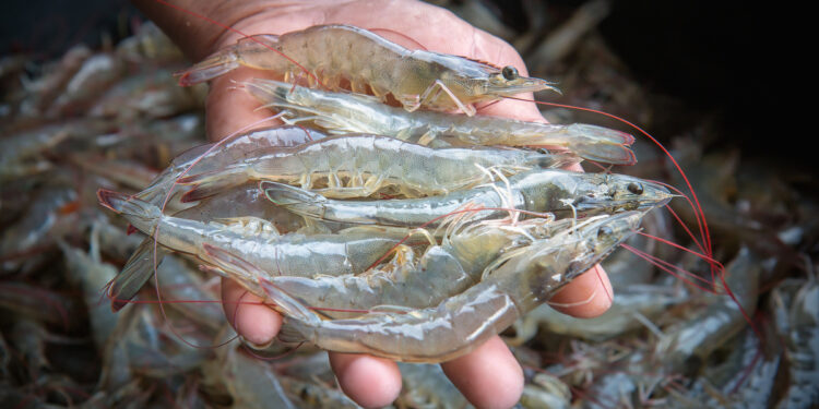 Estado inicia censo da aquicultura e pesca em São Cristóvão