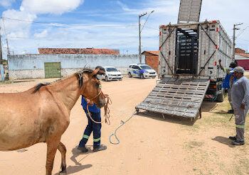 De janeiro a novembro, Prefeitura apreendeu 800 animais soltos nas ruas de Aracaju