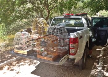 Polícia Militar apreende aves silvestres no Bairro Industrial