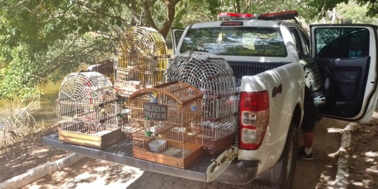 Polícia Militar apreende aves silvestres no Bairro Industrial