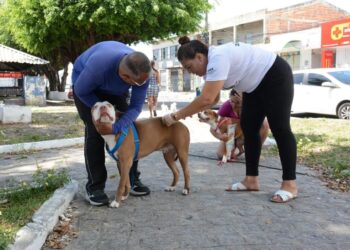 Dia D de Vacinação: mais de nove mil animais foram vacinados contra a raiva