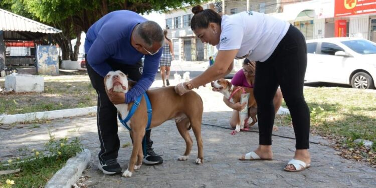 Dia D de Vacinação: mais de nove mil animais foram vacinados contra a raiva