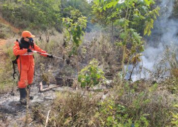 Corpo de Bombeiros já atendeu 957 ocorrências de incêndio em vegetação desde o início do ano