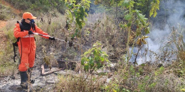 Corpo de Bombeiros já atendeu 957 ocorrências de incêndio em vegetação desde o início do ano