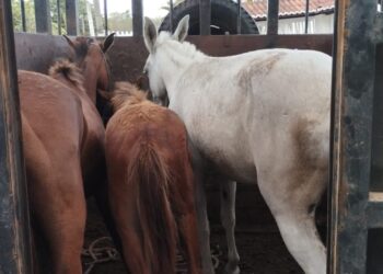 Polícia Civil recupera em Itabaianinha quatro animais furtados em Riachão do Dantas