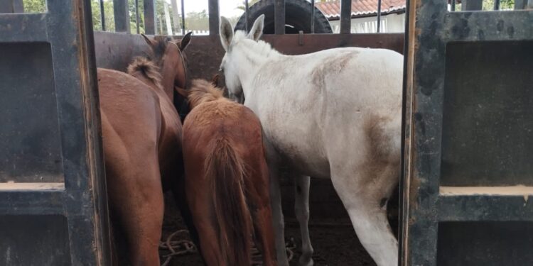 Polícia Civil recupera em Itabaianinha quatro animais furtados em Riachão do Dantas