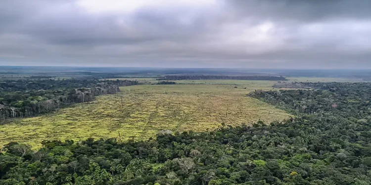 Desmatamento na Amazônia registra maior queda do ano em novembro