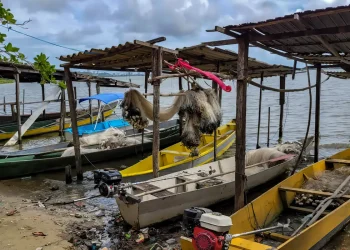 Peixe na água e rede vazia: desastre da Braskem atinge pescadores