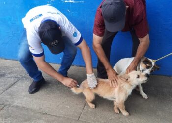 Vacinação Antirrábica: Dia D acontece em diversos bairros de Itabaiana no dia 09 de dezembro