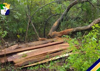 Polícia Militar flagra desmatamento ilegal em área de Mata Atlântica no município de Capela