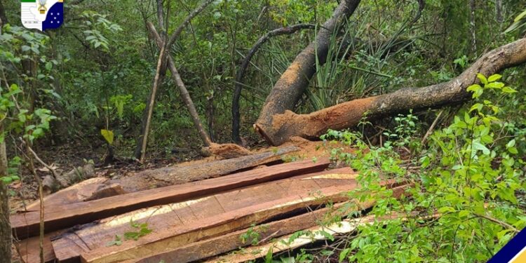 Polícia Militar flagra desmatamento ilegal em área de Mata Atlântica no município de Capela