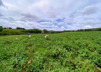 Sementes produzidas na irrigação pública de Canindé começam a ser beneficiadas